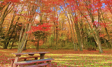 （多伦多接送机）加拿大东海岸亚加华峡谷火车+蜜月湖+翠湖山庄魁北克赏枫9天8晚